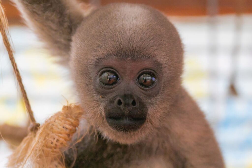 93 animales silvestres murieron atropellados en 2025: CAR lanza alerta  nacional - Dios Ve Noticias